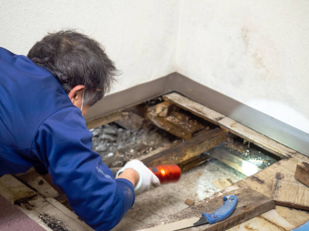 Best Office Mold Removal Services  in Bonneau Beach, SC
