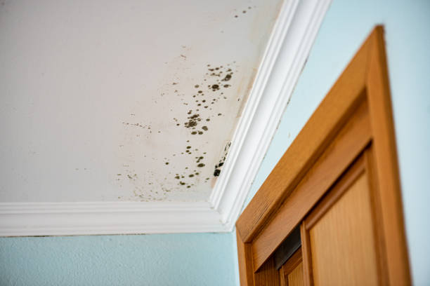 Mold Removal and Inspection in Bonneau Beach, SC