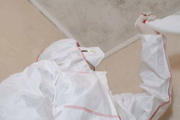 Best Attic Mold Removal  in Bonneau Beach, SC