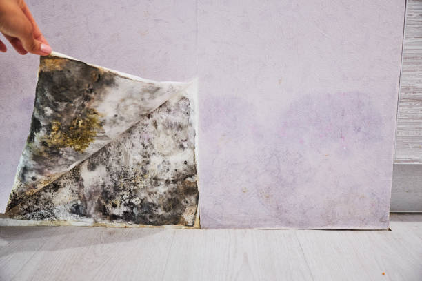 Best Mold Removal Company Near Me  in Bonneau Beach, SC
